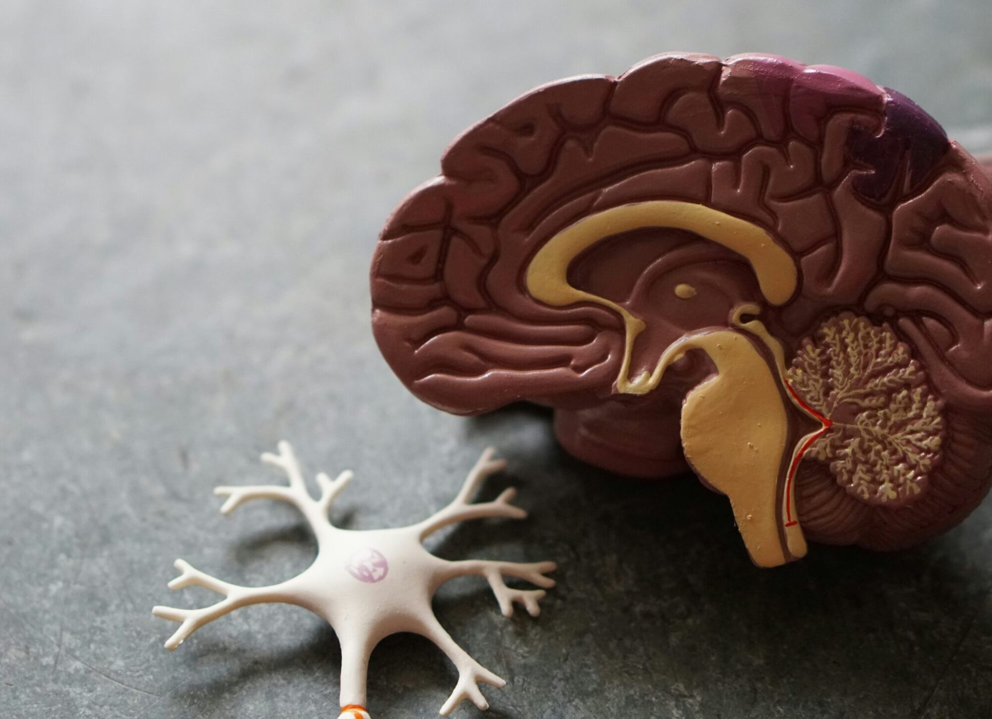 Sophrologie et système nerveux : comment la sophrologie régule le stress et rééquilibre votre corps
